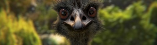 Emu tauki un to ārstnieciskās īpašības