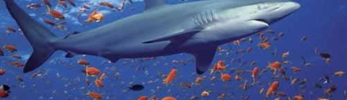 Haizivs aknu eļļa – neaizvietojama imunitātes uzturēšanai