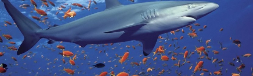 Haizivs aknu eļļa – neaizvietojama imunitātes uzturēšanai